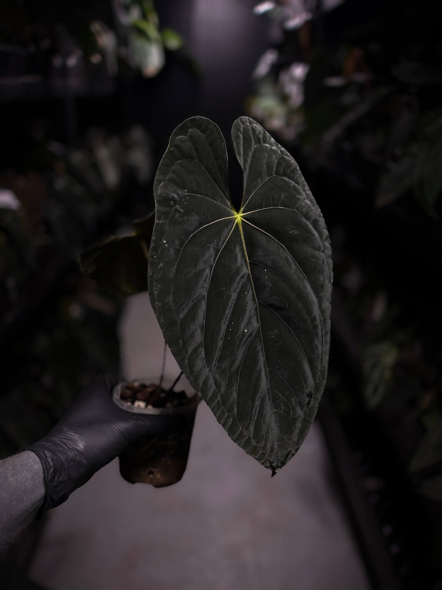 Anthurium papillilaminum x dressleri 'JS' • OG Clone