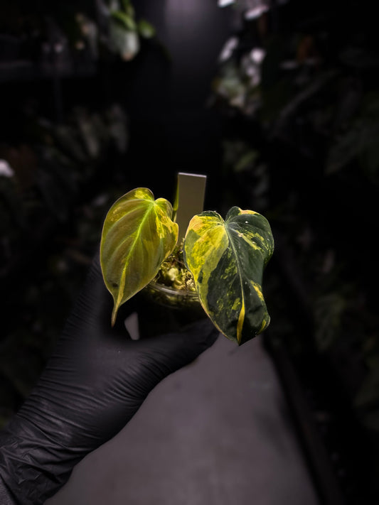 Philodendron micans • variegated