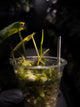 Philodendron micans • variegated