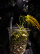 Philodendron micans • variegated
