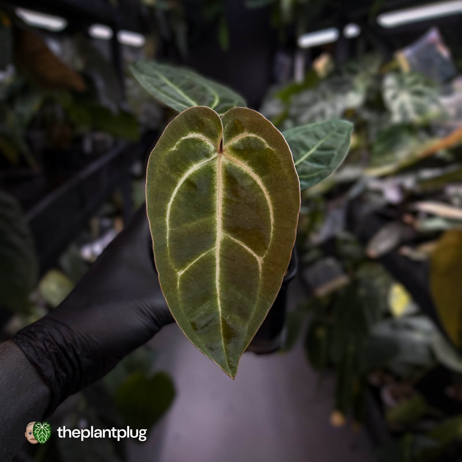 Anthurium (regale x 'SKG hybrid') x besseae aff