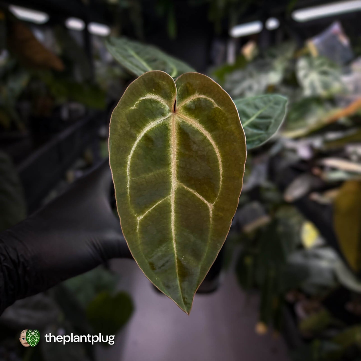 Anthurium (regale x 'SKG hybrid') x besseae aff