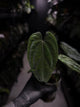 Anthurium 'Midnight Velvet Deep Ruby'