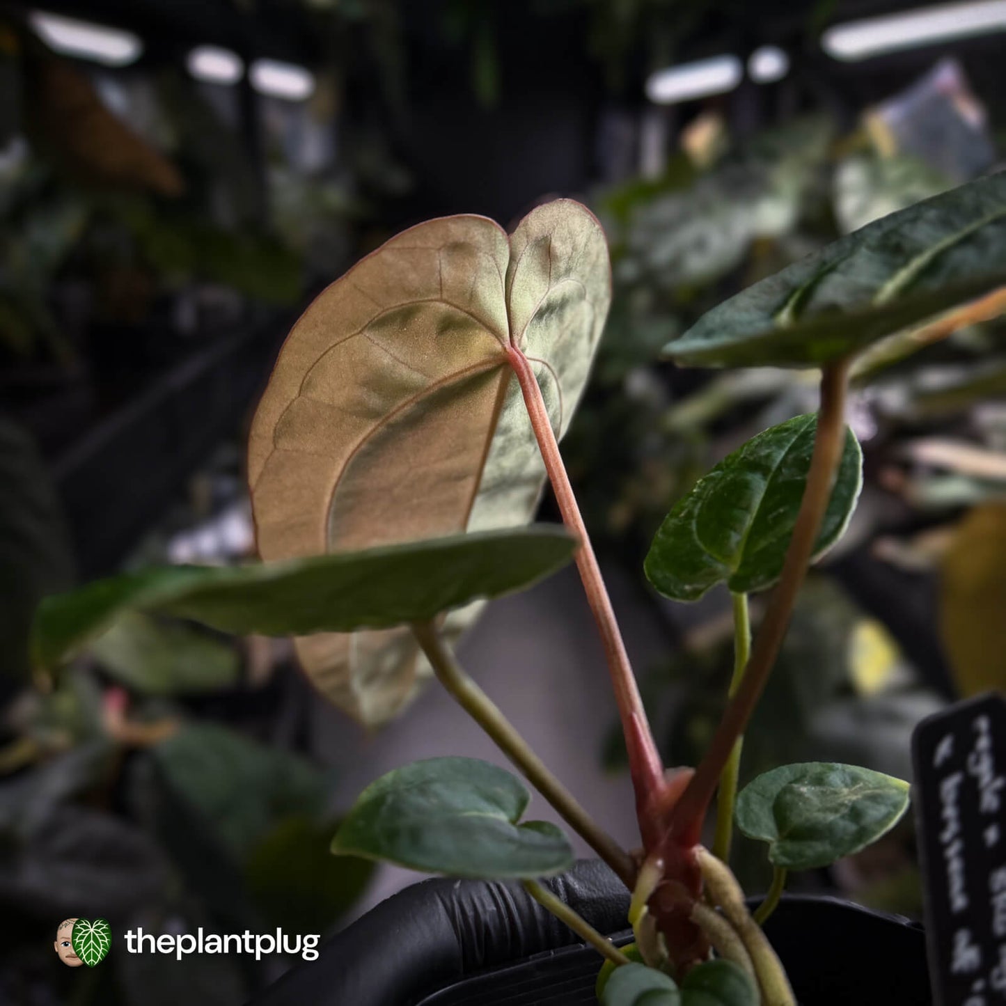 Anthurium (regale x 'SKG hybrid') x besseae aff