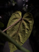 Anthurium 'Midnight Velvet Deep Ruby'