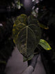 Anthurium lux pap crys hybrid • pink & orange variegated