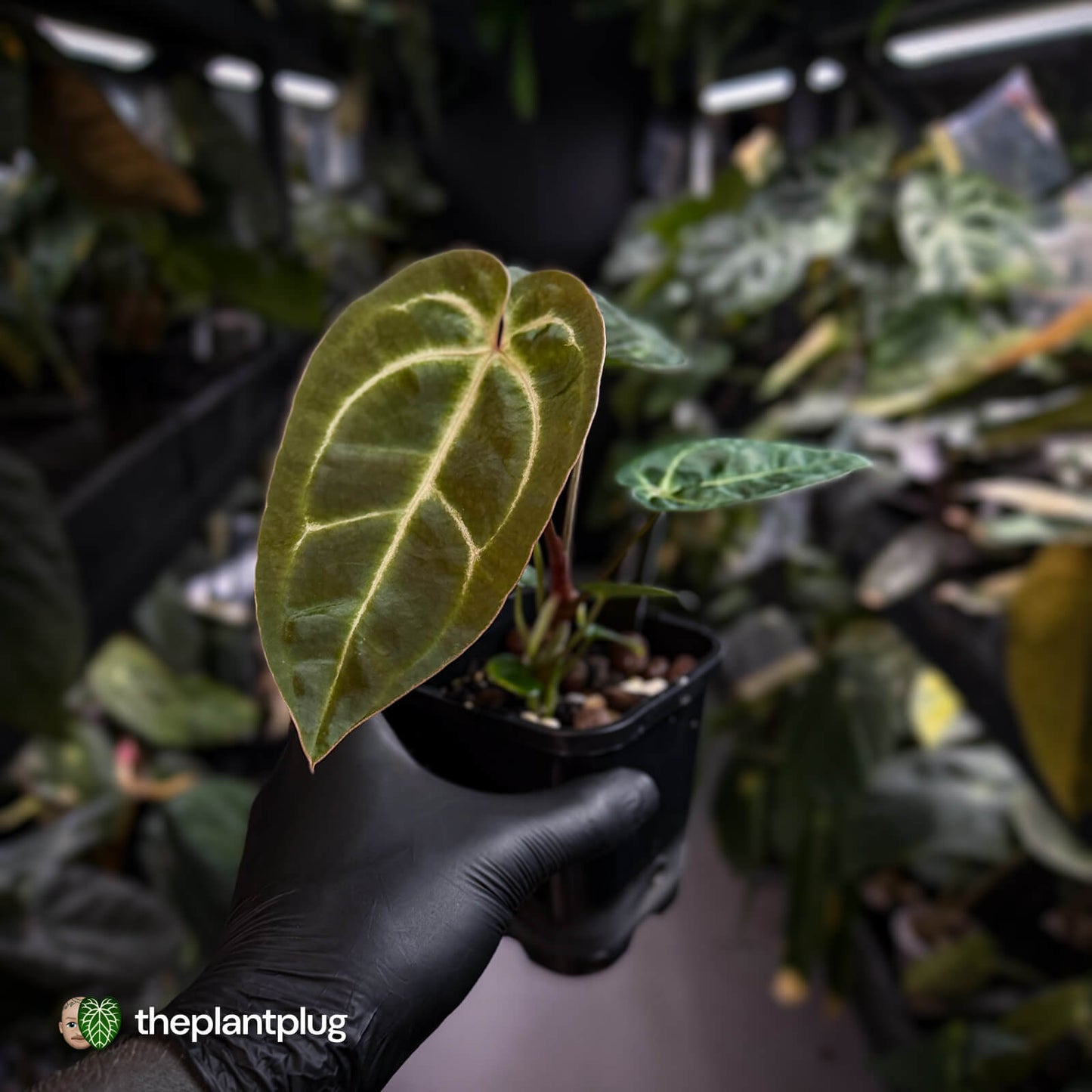 Anthurium (regale x 'SKG hybrid') x besseae aff