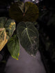 Anthurium lux pap crys hybrid • pink & orange variegated