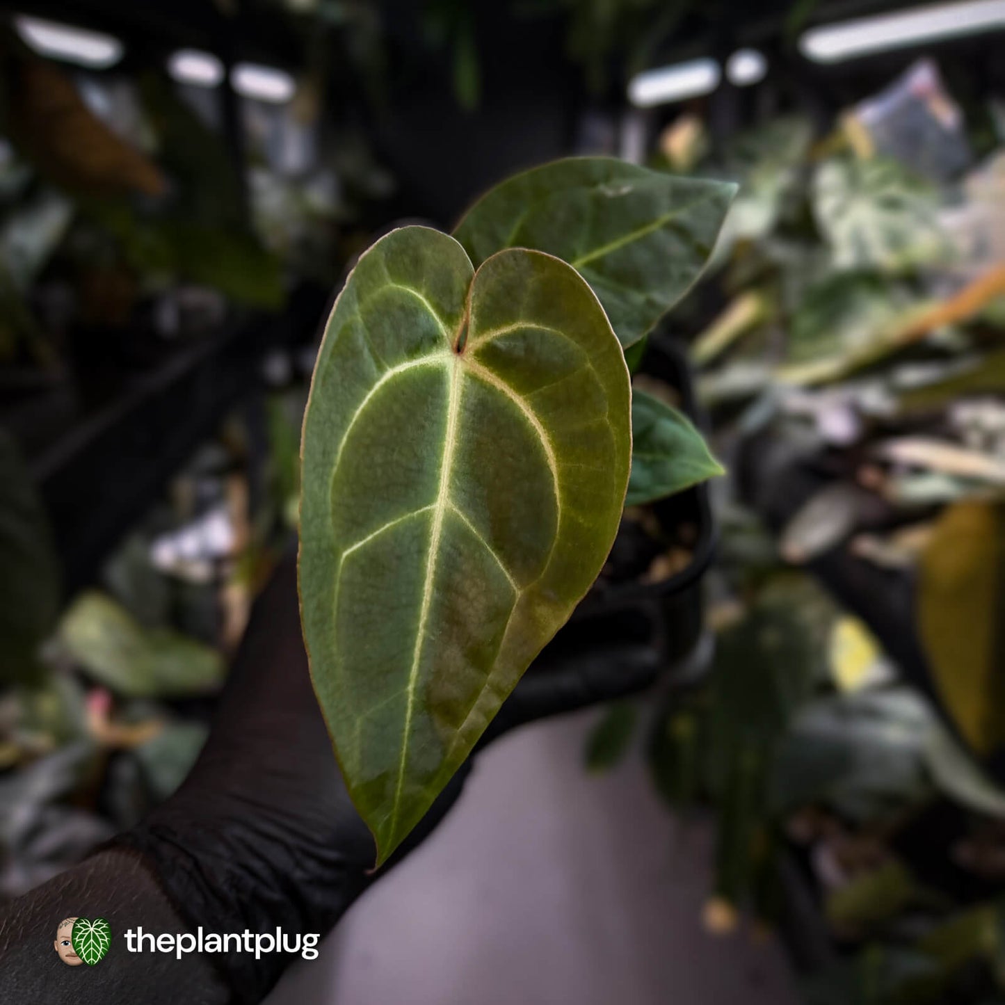 Anthurium (regale x 'SKG hybrid') x besseae aff