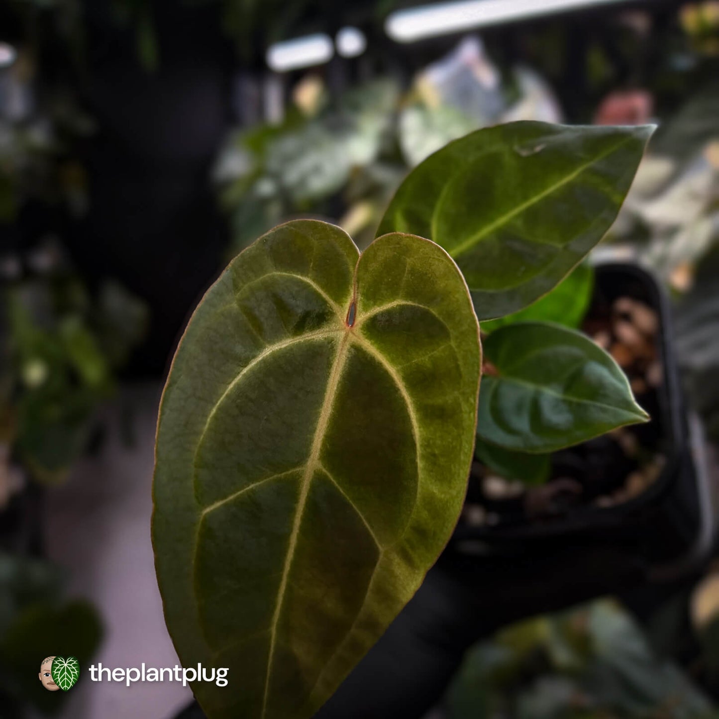 Anthurium (regale x 'SKG hybrid') x besseae aff