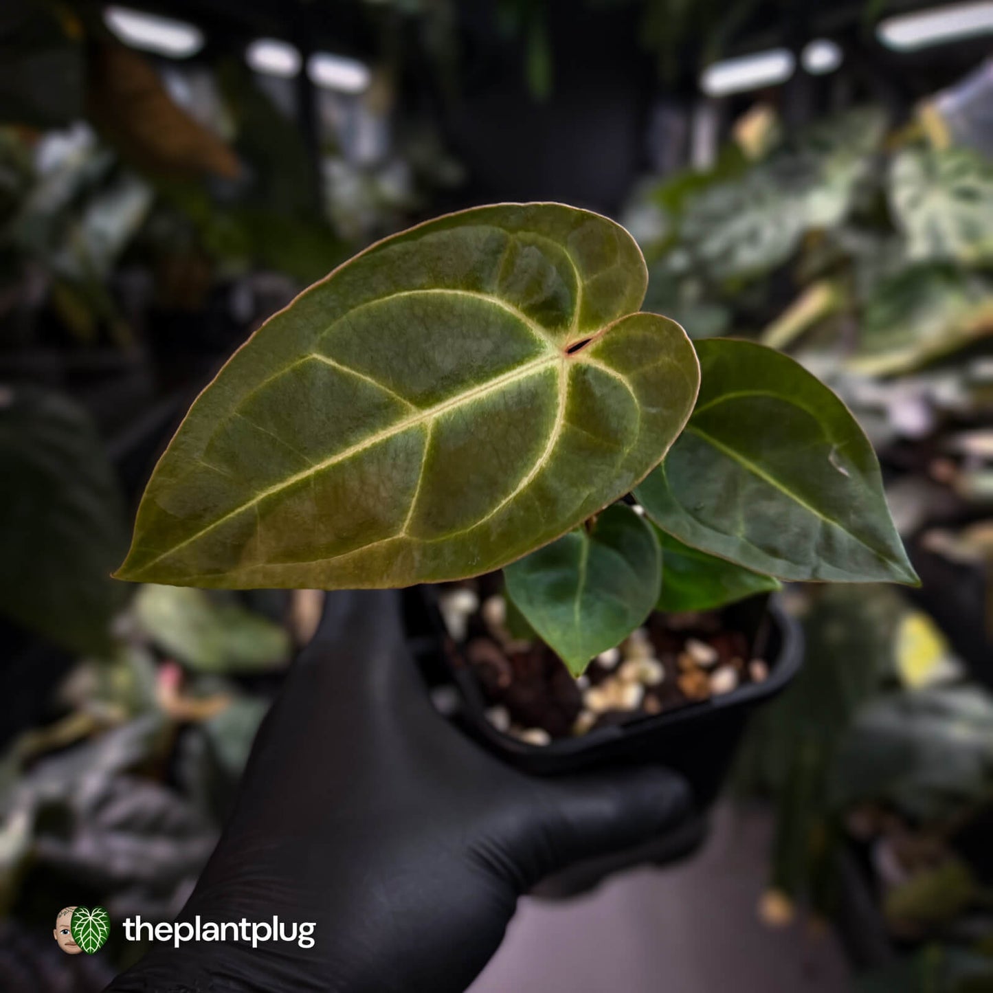 Anthurium (regale x 'SKG hybrid') x besseae aff