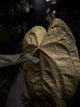 Anthurium lux pap crys hybrid • pink & orange variegated