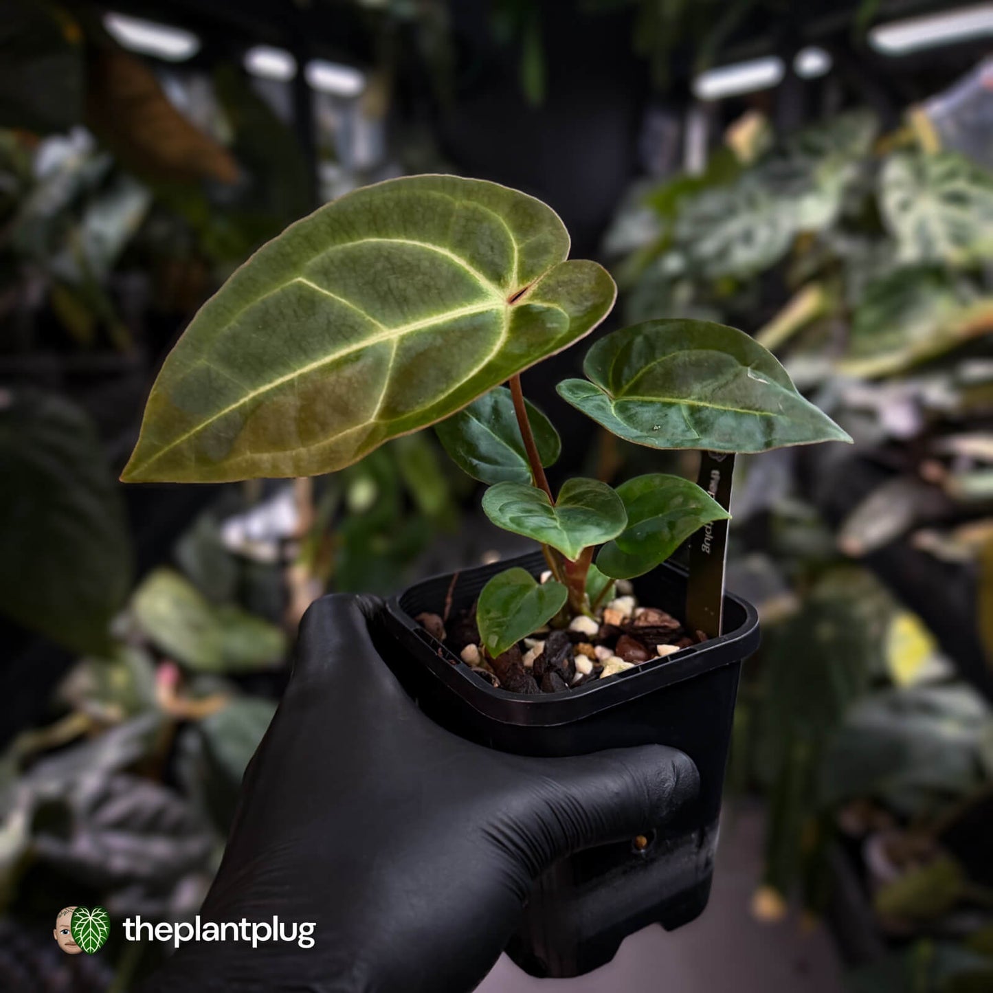 Anthurium (regale x 'SKG hybrid') x besseae aff