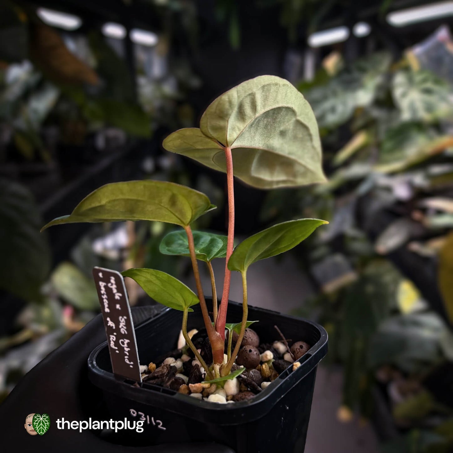Anthurium (regale x 'SKG hybrid') x besseae aff