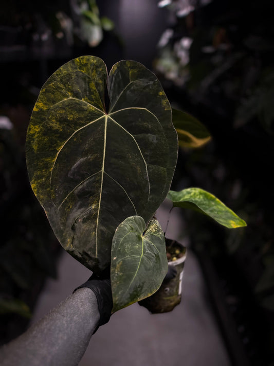 Anthurium lux pap crys hybrid • pink & orange variegated