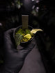 Philodendron micans • mint variegated