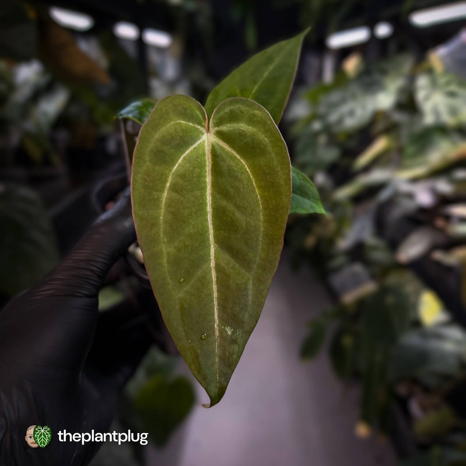 Anthurium 'BVIT' x ('Black Widow' x 'Michelle') 🔥