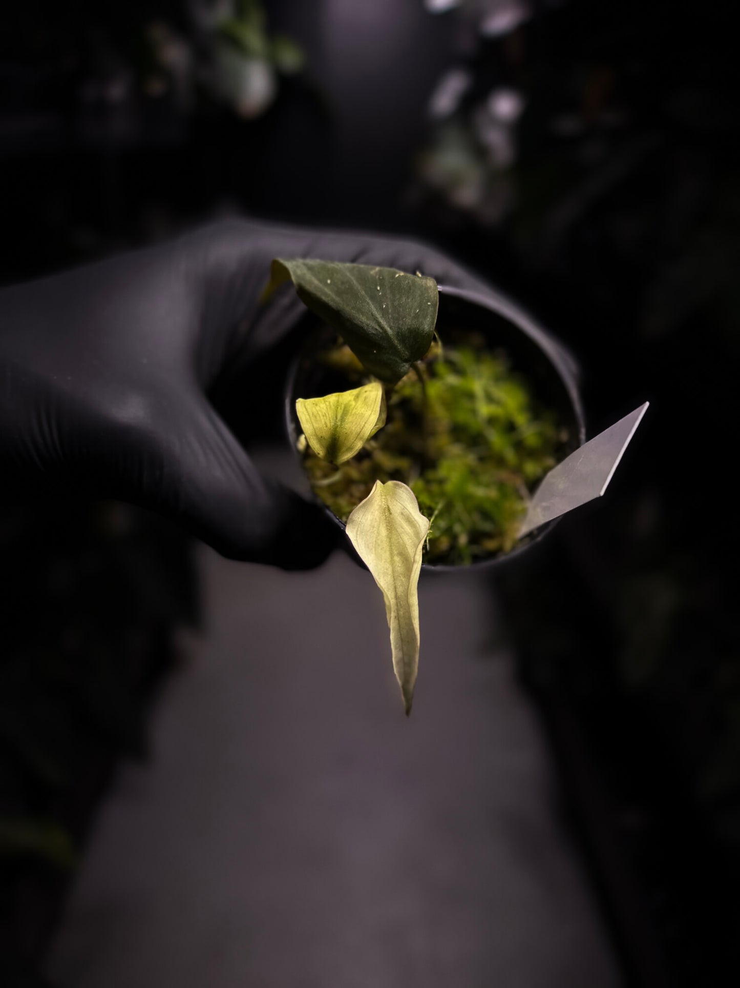 Philodendron micans • mint variegated