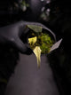 Philodendron micans • mint variegated