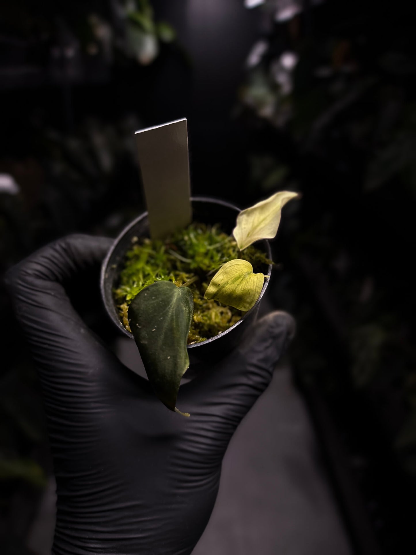 Philodendron micans • mint variegated