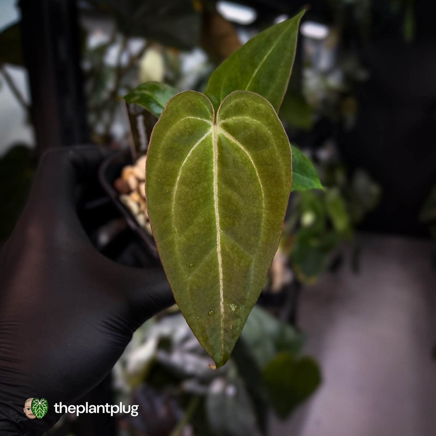 Anthurium 'BVIT' x ('Black Widow' x 'Michelle') 🔥