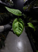 Anthurium 'Guatemala' hybrid