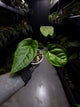Anthurium 'Guatemala' hybrid