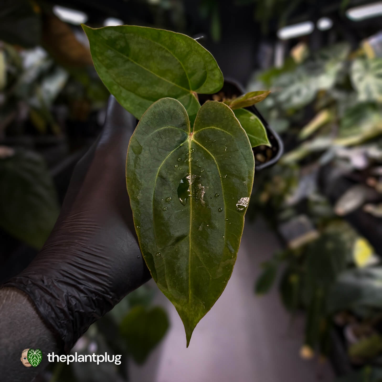 Anthurium carlablackiae ('RA5' x 'RA10') x papillilaminum 'RL