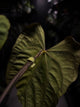 Anthurium (carla x dress) x (pap 'RL' x self) • select holdback