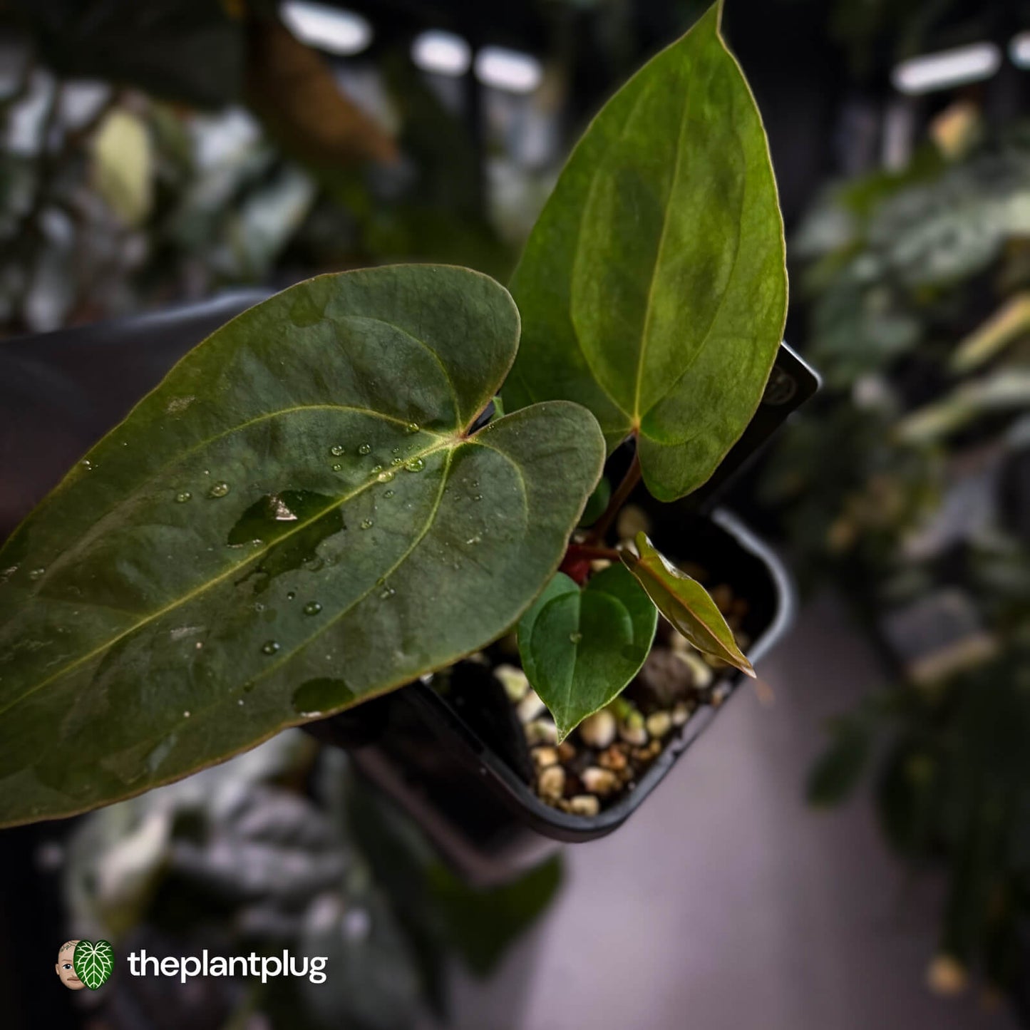 Anthurium carlablackiae ('RA5' x 'RA10') x papillilaminum 'RL' • first release 💫