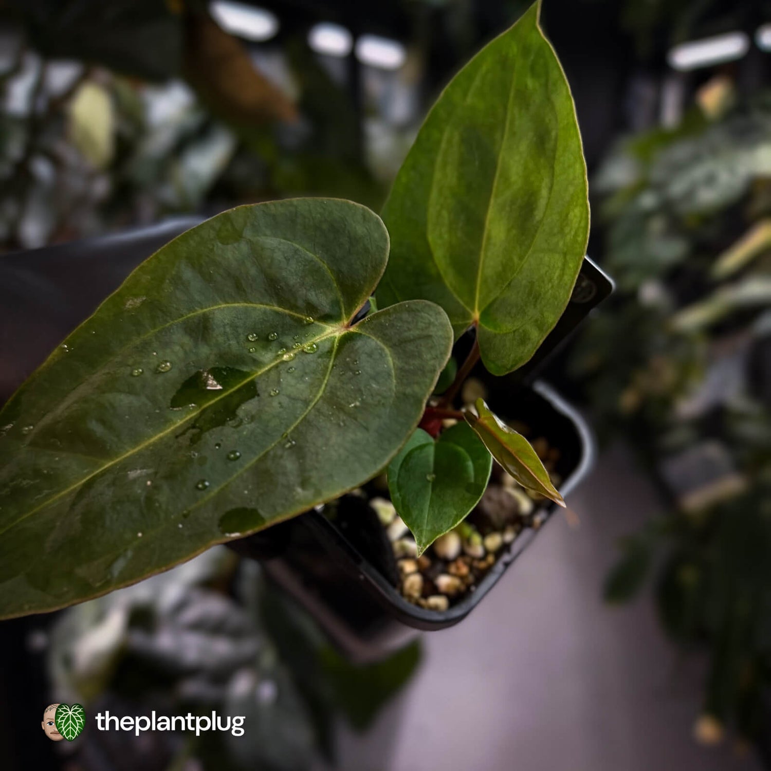 Anthurium carlablackiae ('RA5' x 'RA10') x papillilaminum 'RL' • first release 💫