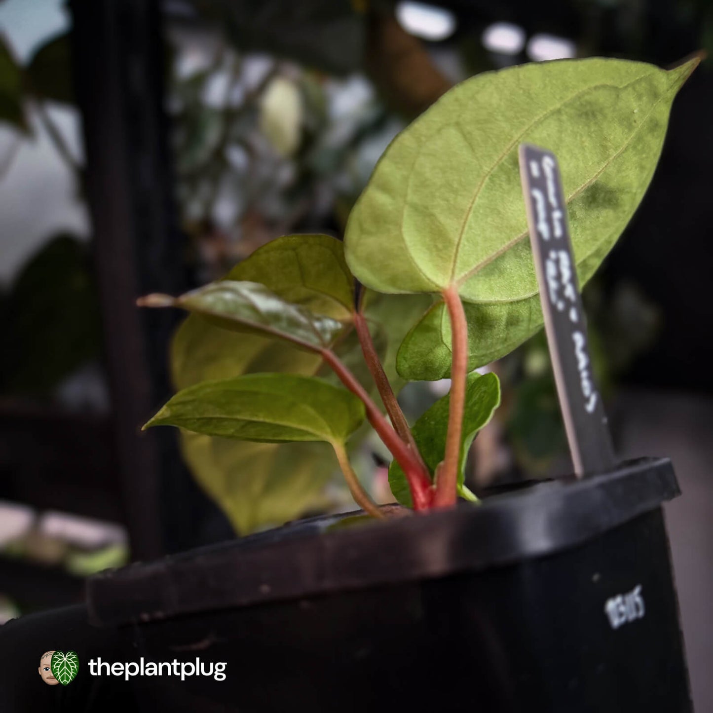 Anthurium carlablackiae ('RA5' x 'RA10') x papillilaminum 'RL' • first release 💫