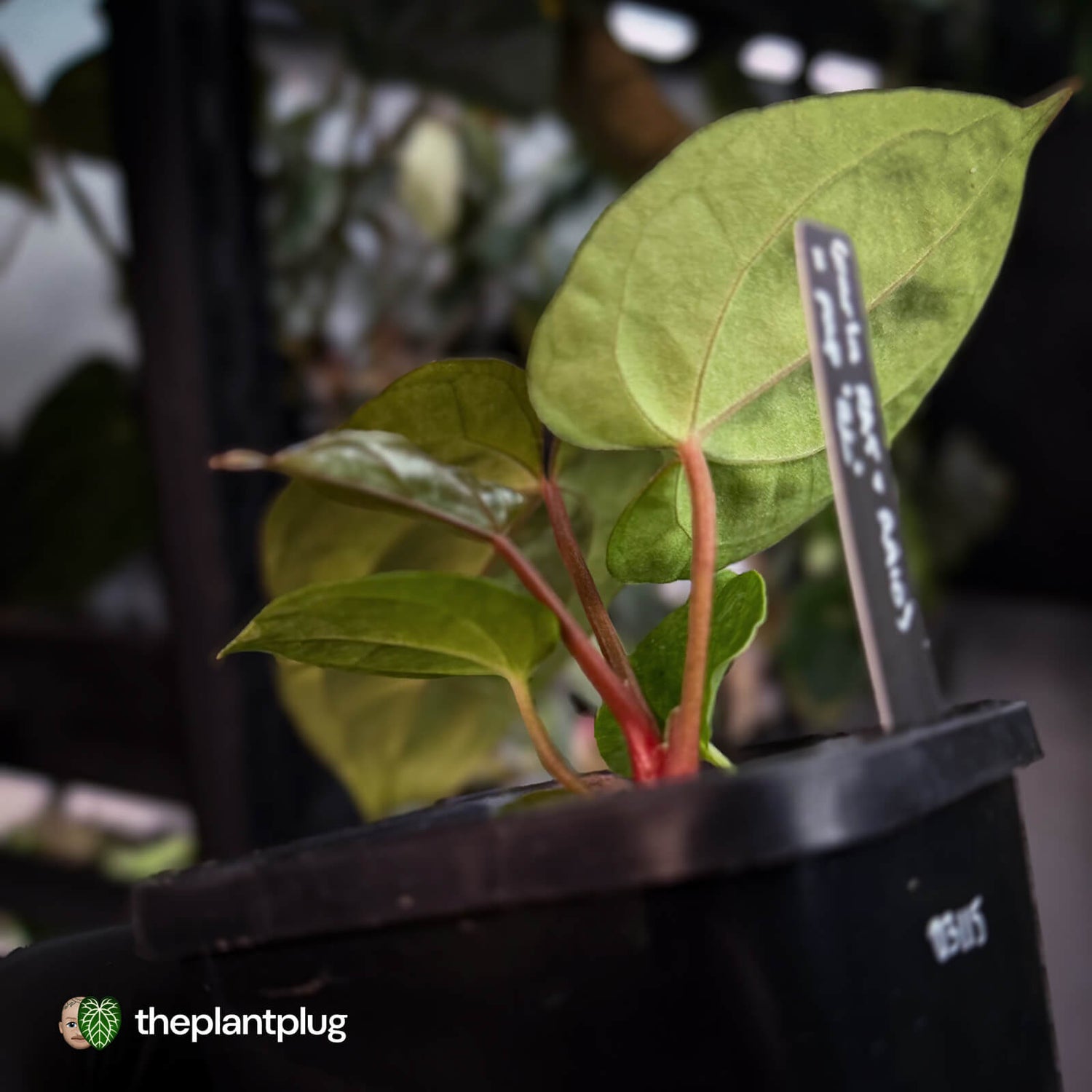 Anthurium carlablackiae ('RA5' x 'RA10') x papillilaminum 'RL' • first release 💫