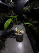 Anthurium 'Guatemala' hybrid