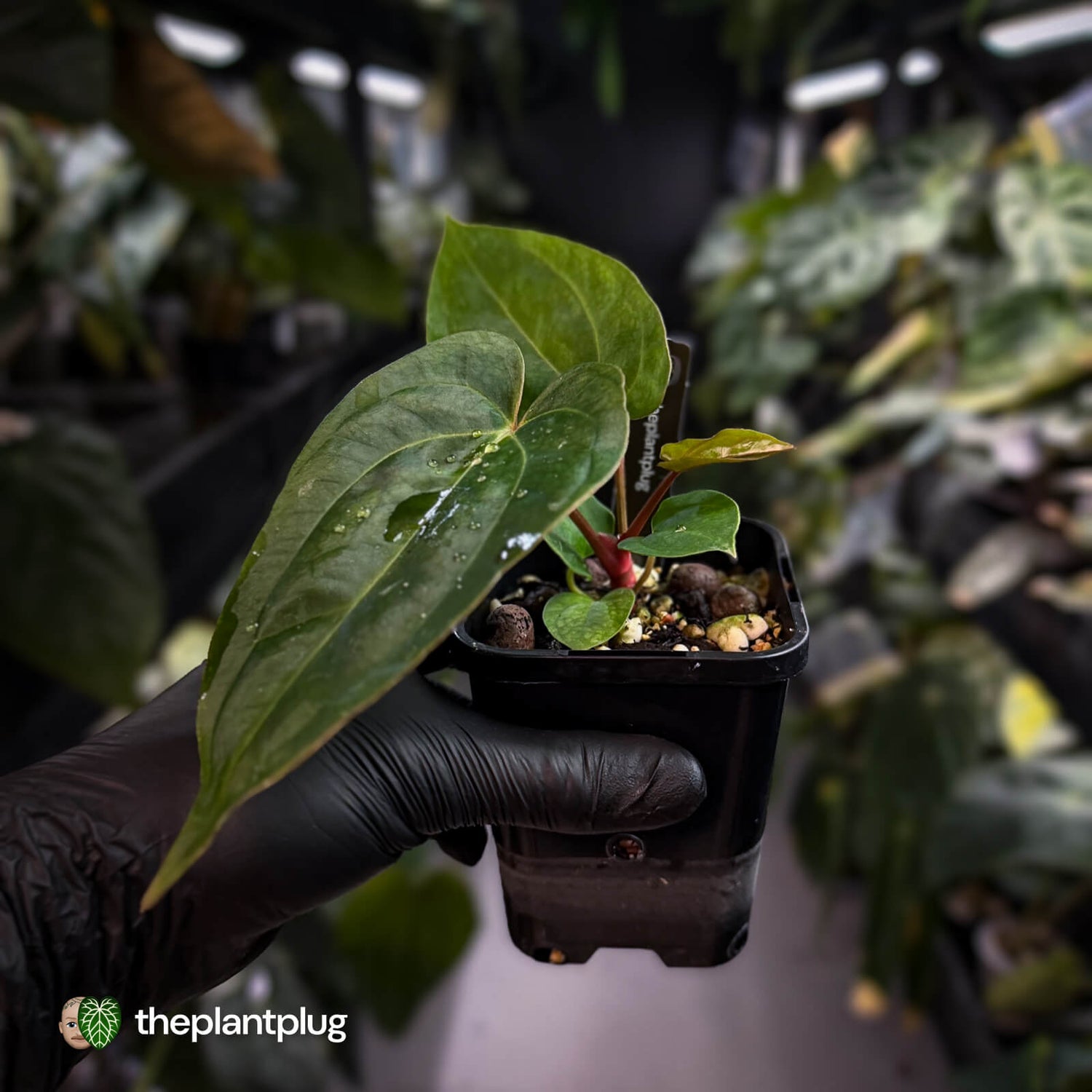 Anthurium carlablackiae ('RA5' x 'RA10') x papillilaminum 'RL' • first release 💫