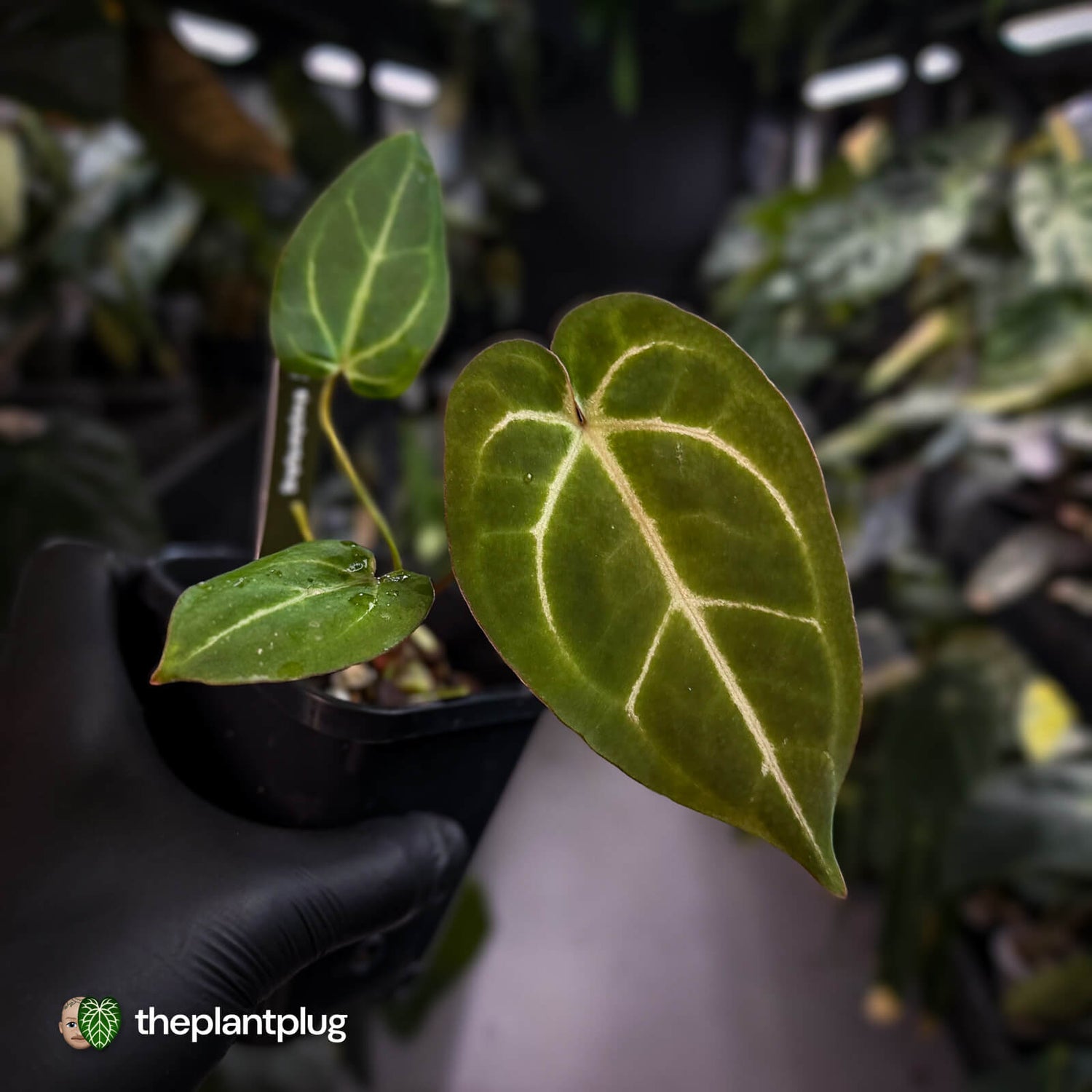 Anthurium 'Michelle' x 'Black Widow' • first release 🌟