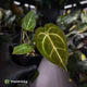 Anthurium 'Michelle' x 'Black Widow' • first release 🌟