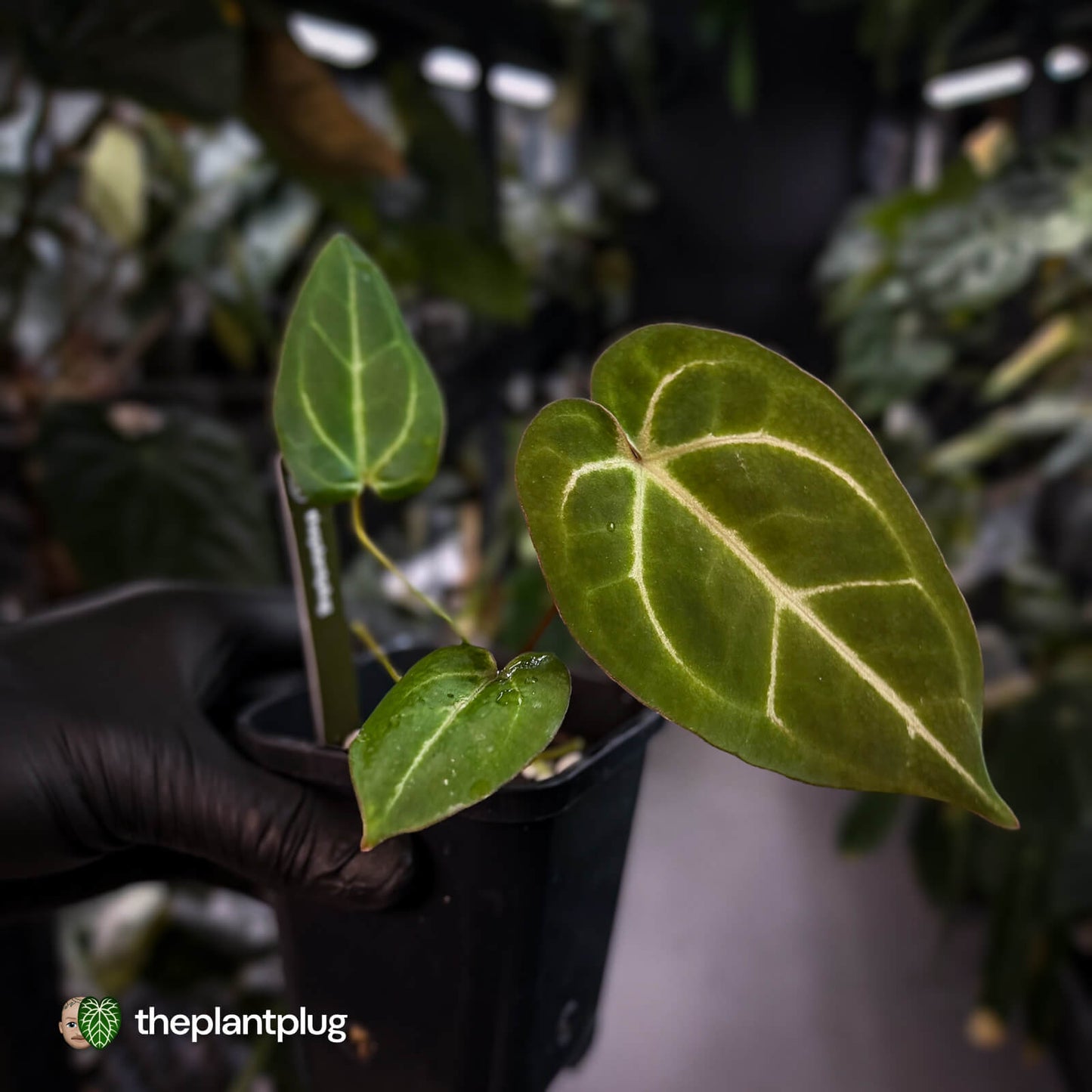 Anthurium 'Michelle' x 'Black Widow' • first release 🌟