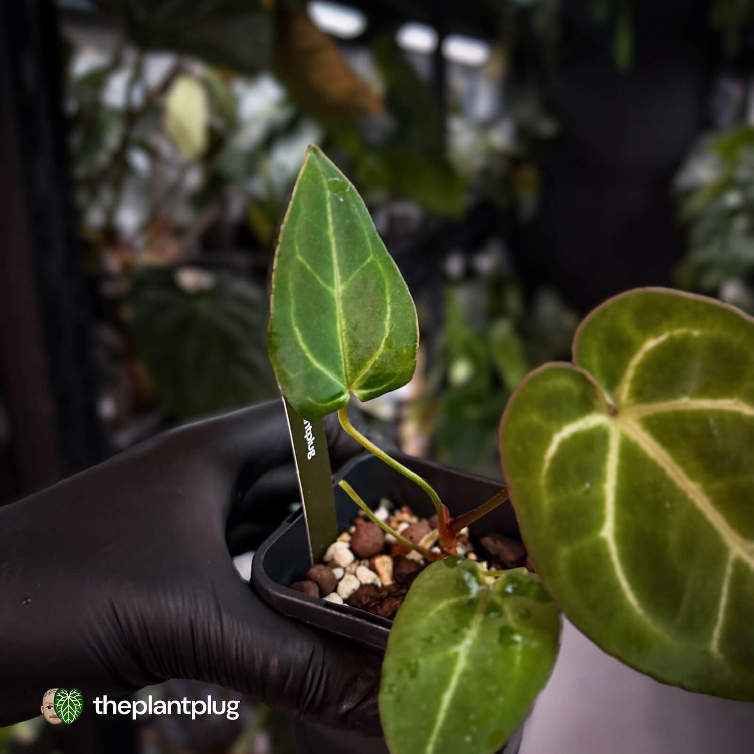 Anthurium 'Michelle' x 'Black Widow' • first release 🌟