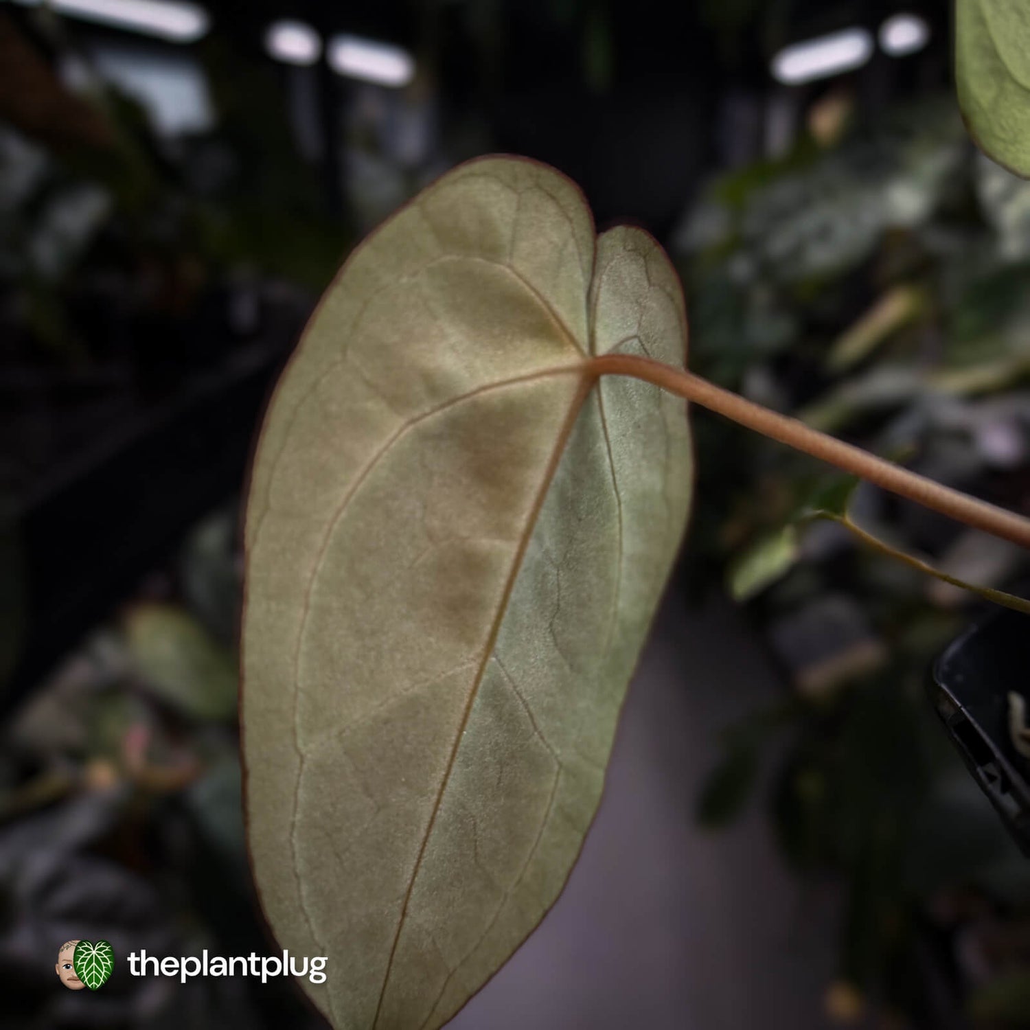 Anthurium 'Michelle' x 'Black Widow' • first release 🌟