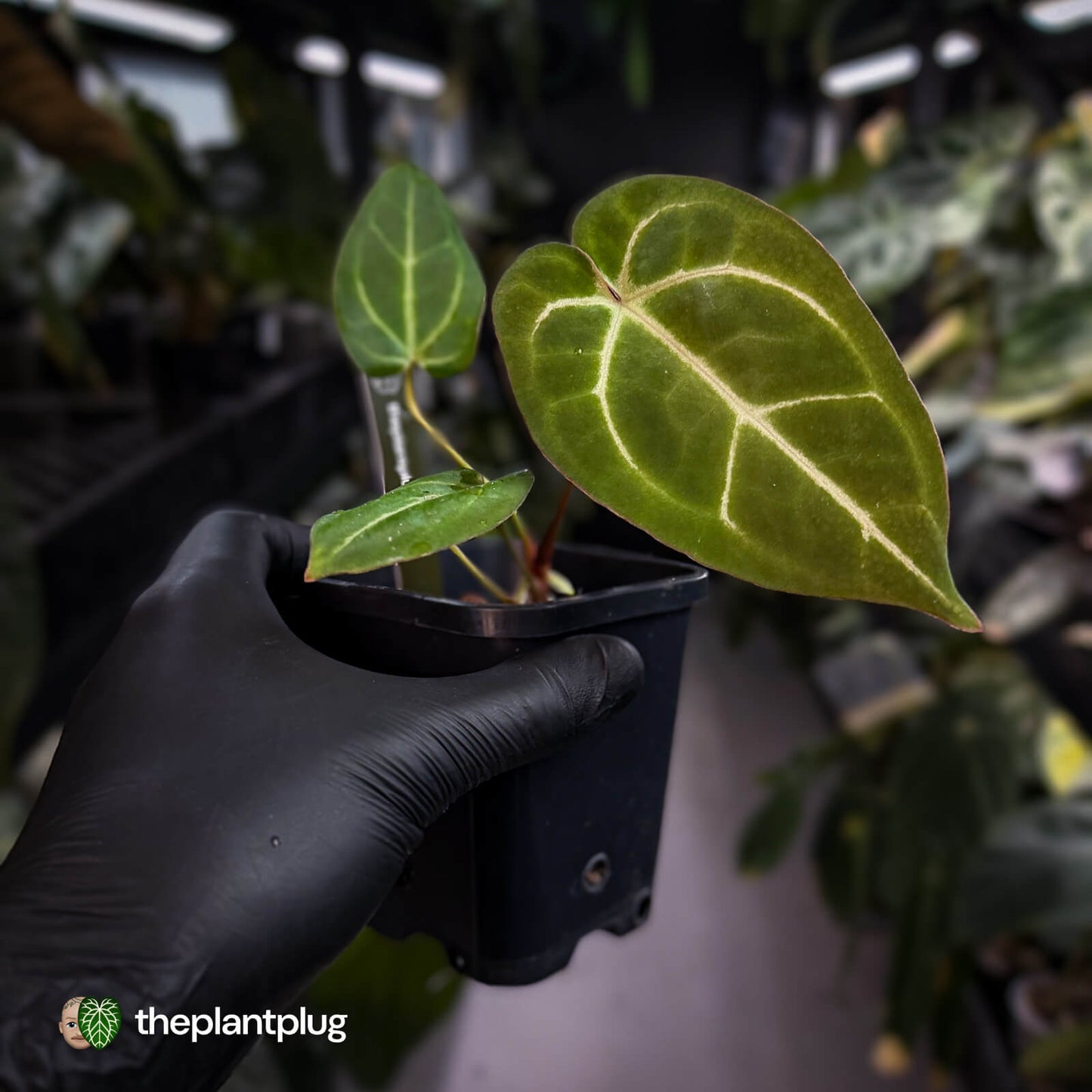 Anthurium 'Michelle' x 'Black Widow' • first release 🌟