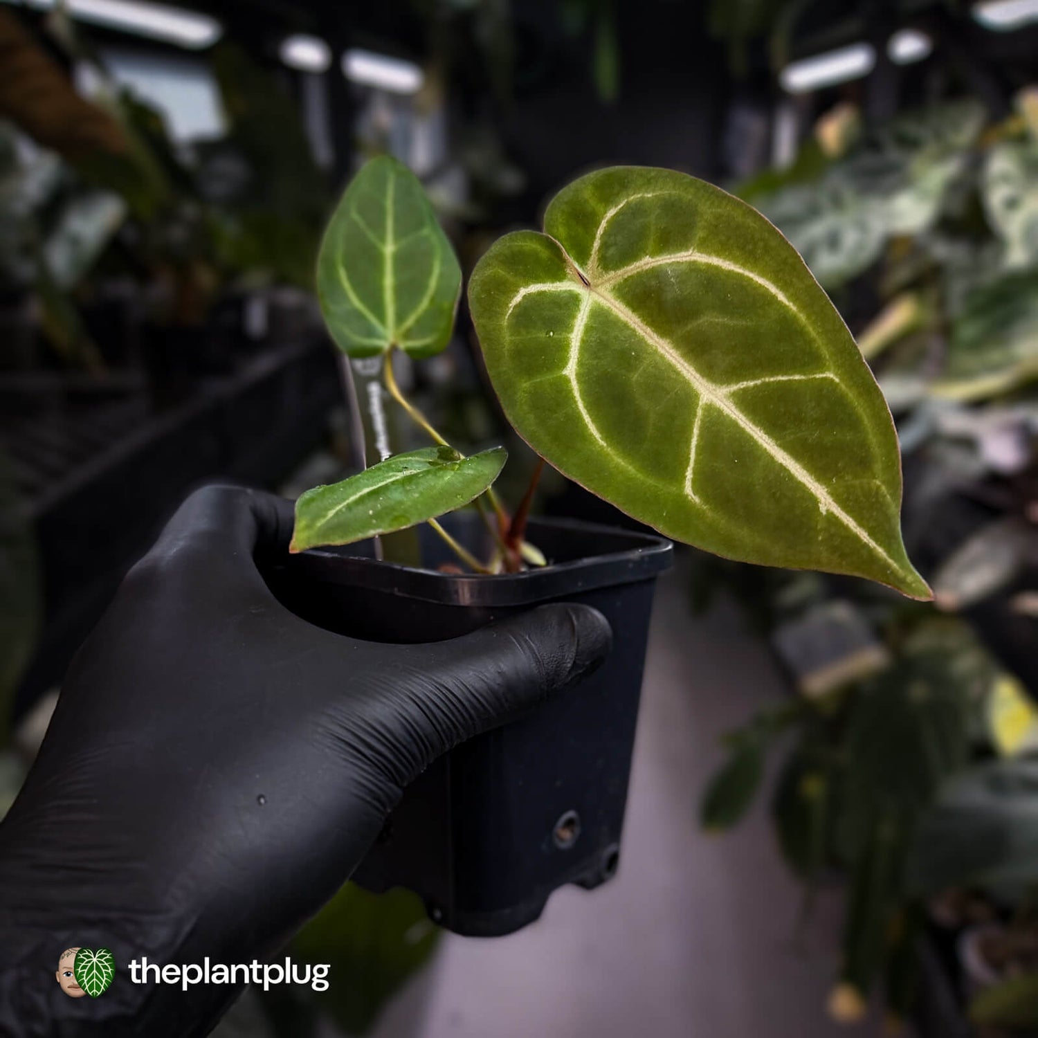 Anthurium 'Michelle' x 'Black Widow' • first release 🌟