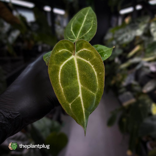 Anthurium 'Michelle' x 'Black Widow' • first release 🌟