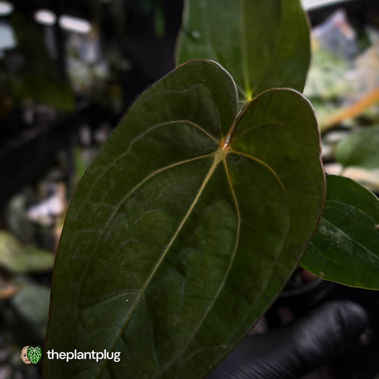 Anthurium (dress x carla 'Amanda') x 'Red Dark Phoenix' • first release 🎇