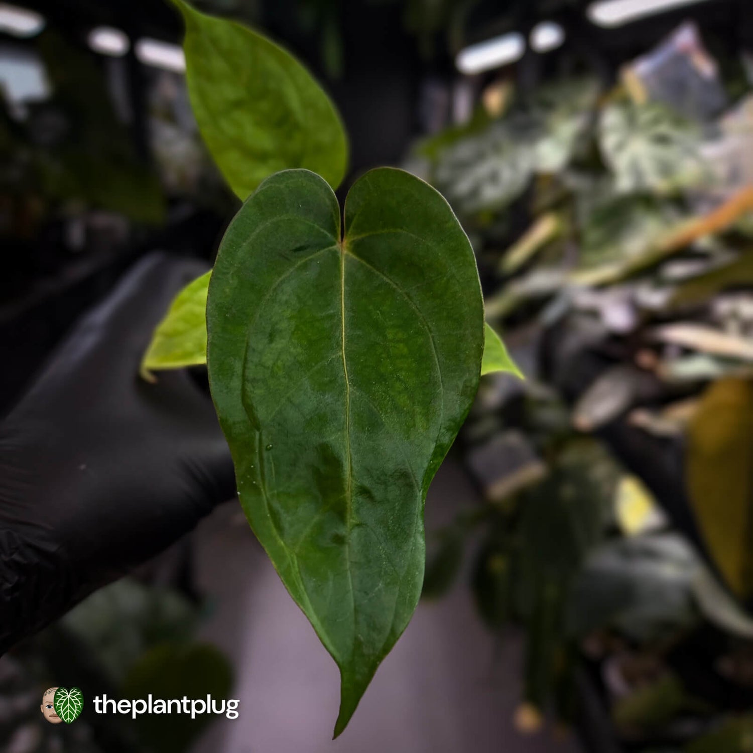 Anthurium 'Scarlet Moon' x (antolakii 'Felix' x kuna) • first release