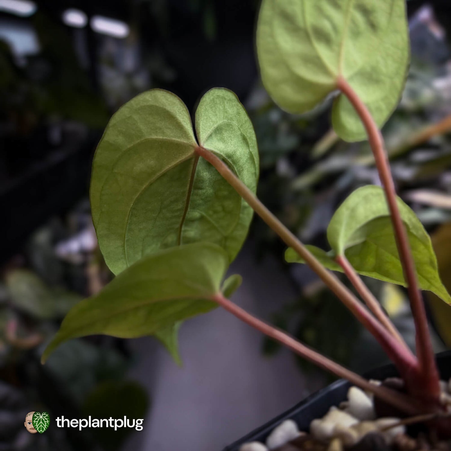 Anthurium 'Scarlet Moon' x (antolakii 'Felix' x kuna) • first release