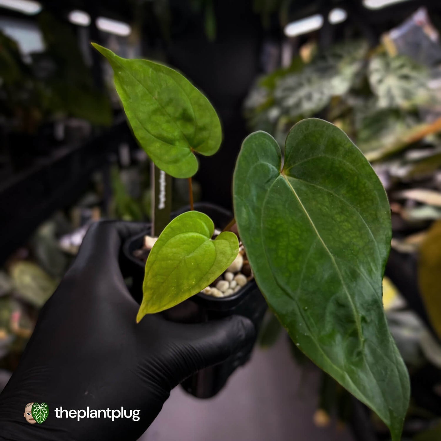 Anthurium 'Scarlet Moon' x (antolakii 'Felix' x kuna) • first release