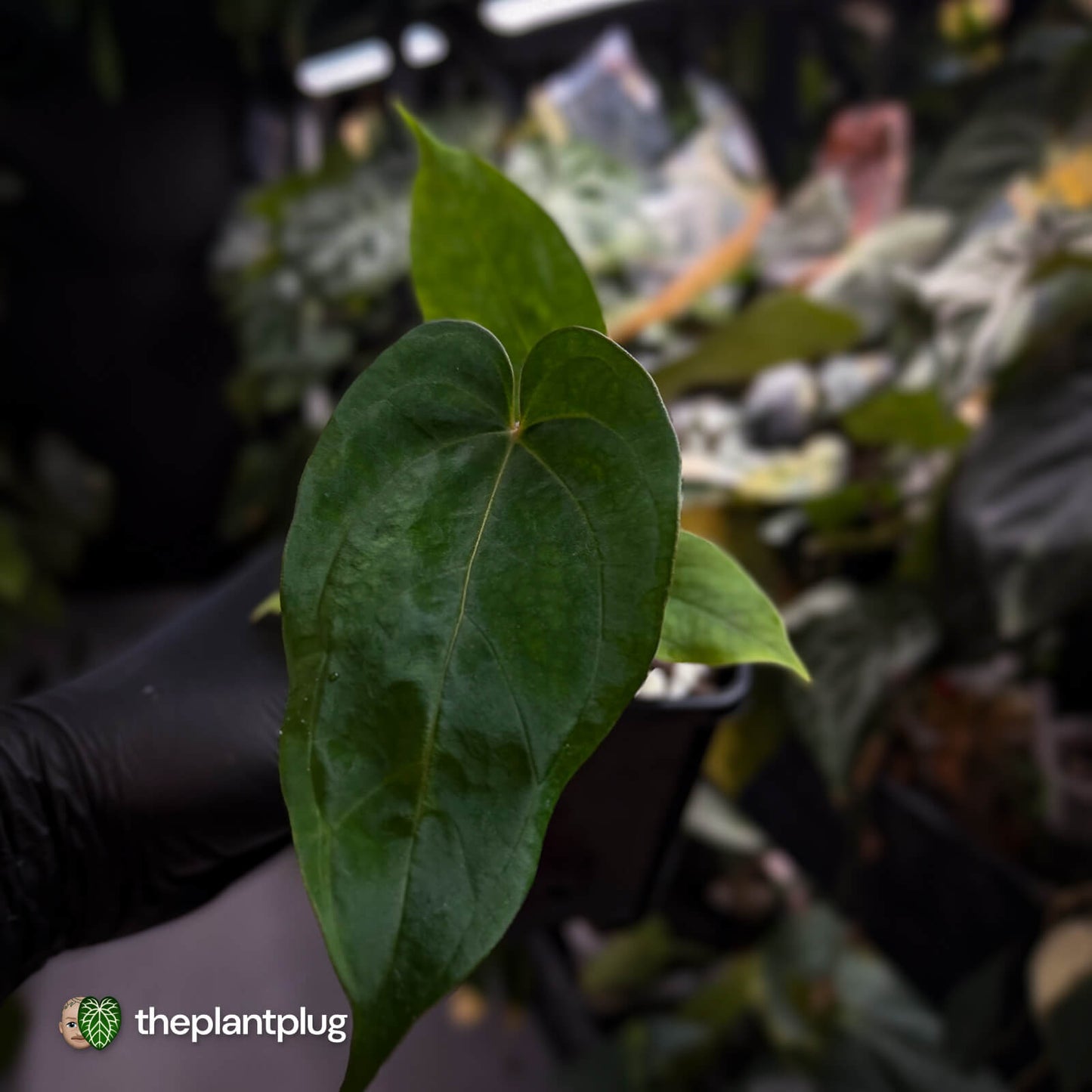 Anthurium 'Scarlet Moon' x (antolakii 'Felix' x kuna) • first release