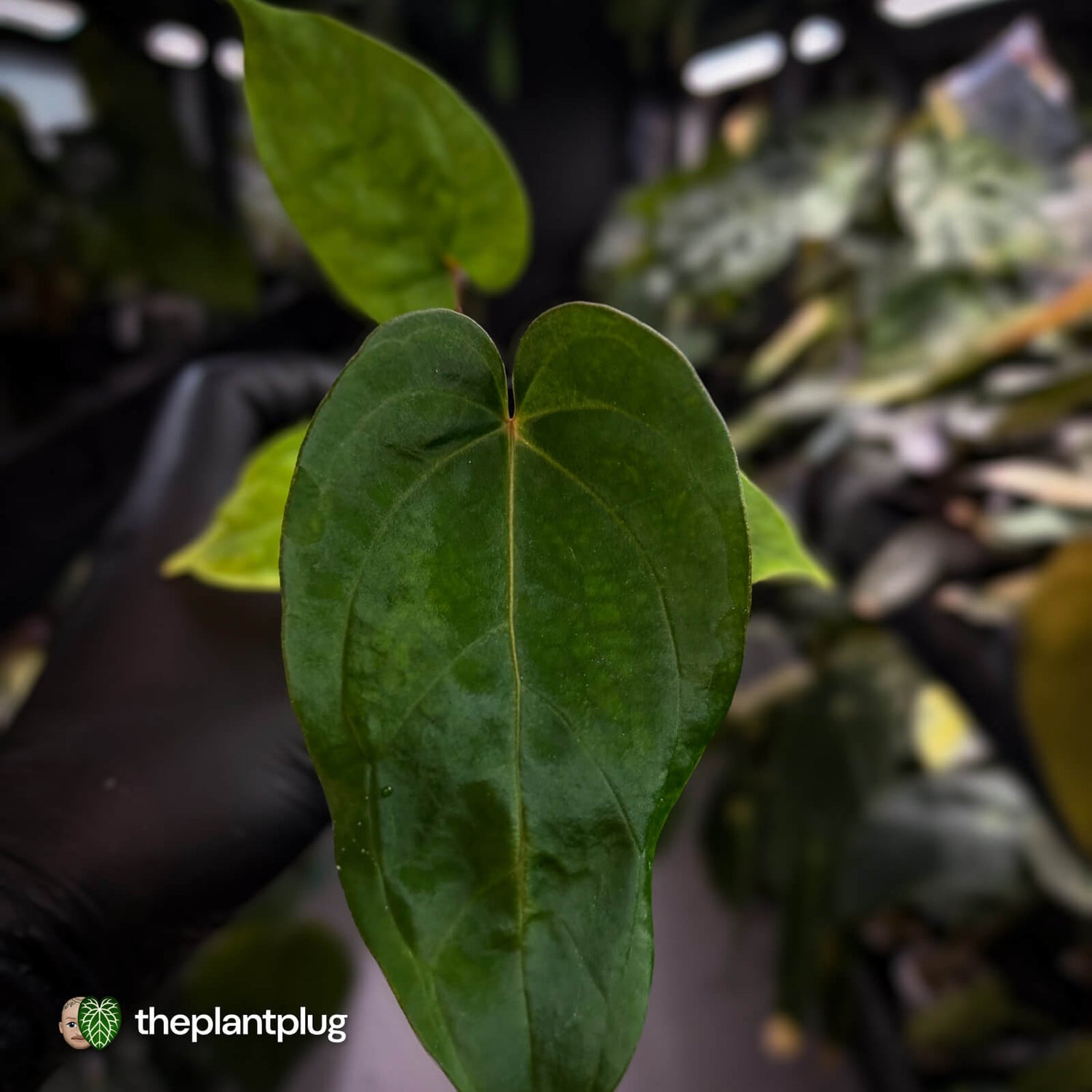 Anthurium 'Scarlet Moon' x (antolakii 'Felix' x kuna) • first release