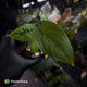 Anthurium 'Scarlet Moon' x (antolakii 'Felix' x kuna) • first release